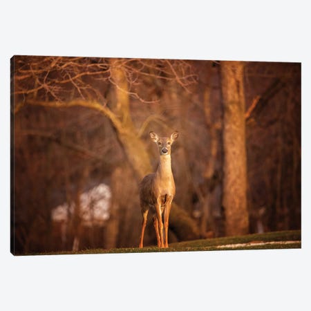 Hello, Deer Canvas Print #OVL51} by Maria Overlay Canvas Art