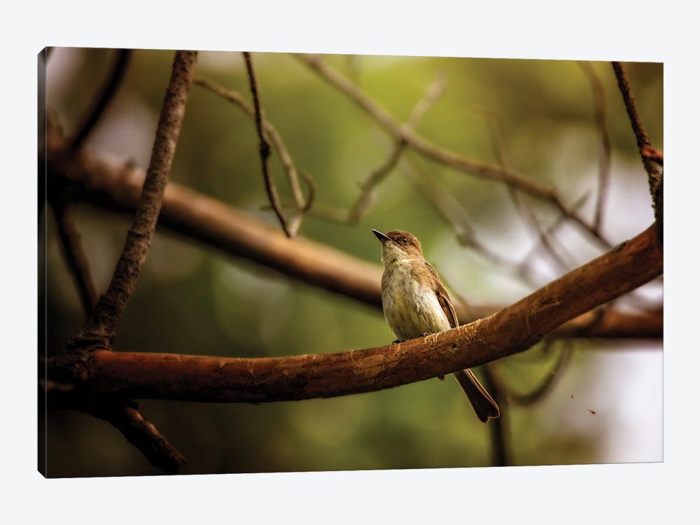 Eastern Phoebe by Maria Overlay 1-piece Canvas Art