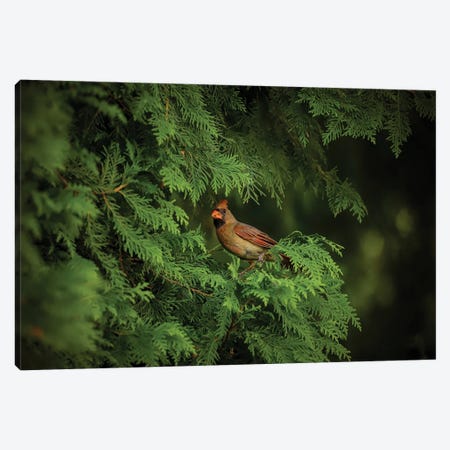 Cardinal In Evergreens Canvas Print #OVL67} by Maria Overlay Canvas Art
