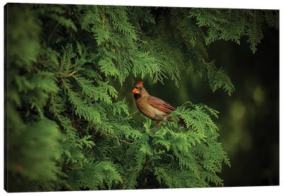 Cardinal In Evergreens Canvas Art Print - Maria Overlay