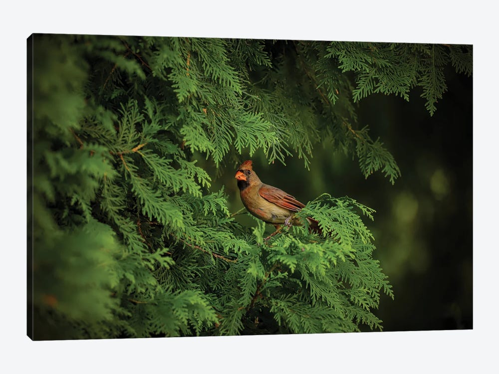 Cardinal In Evergreens by Maria Overlay 1-piece Canvas Art Print
