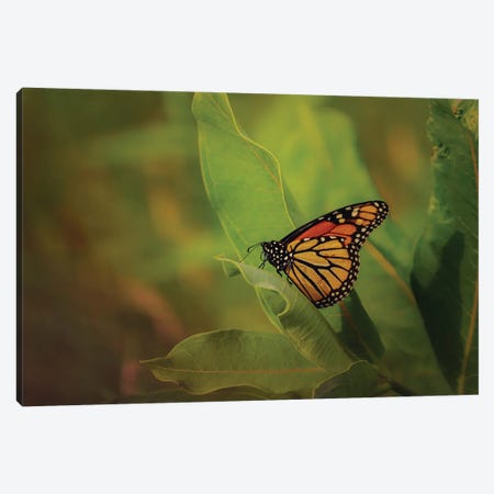 Monarch And Milkweed Canvas Print #OVL69} by Maria Overlay Canvas Print