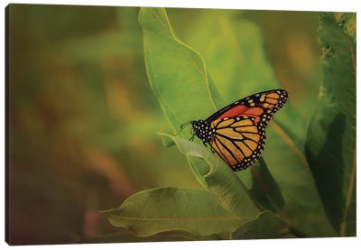 Monarch And Milkweed Canvas Art Print - Maria Overlay