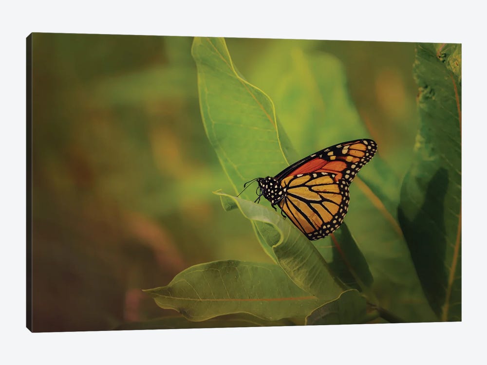 Monarch And Milkweed by Maria Overlay 1-piece Canvas Art Print