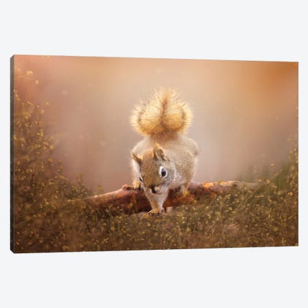 Sweet Squirrel Canvas Print #OVL6} by Maria Overlay Canvas Wall Art