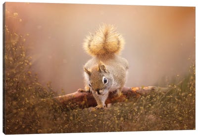 Sweet Squirrel Canvas Art Print - Maria Overlay