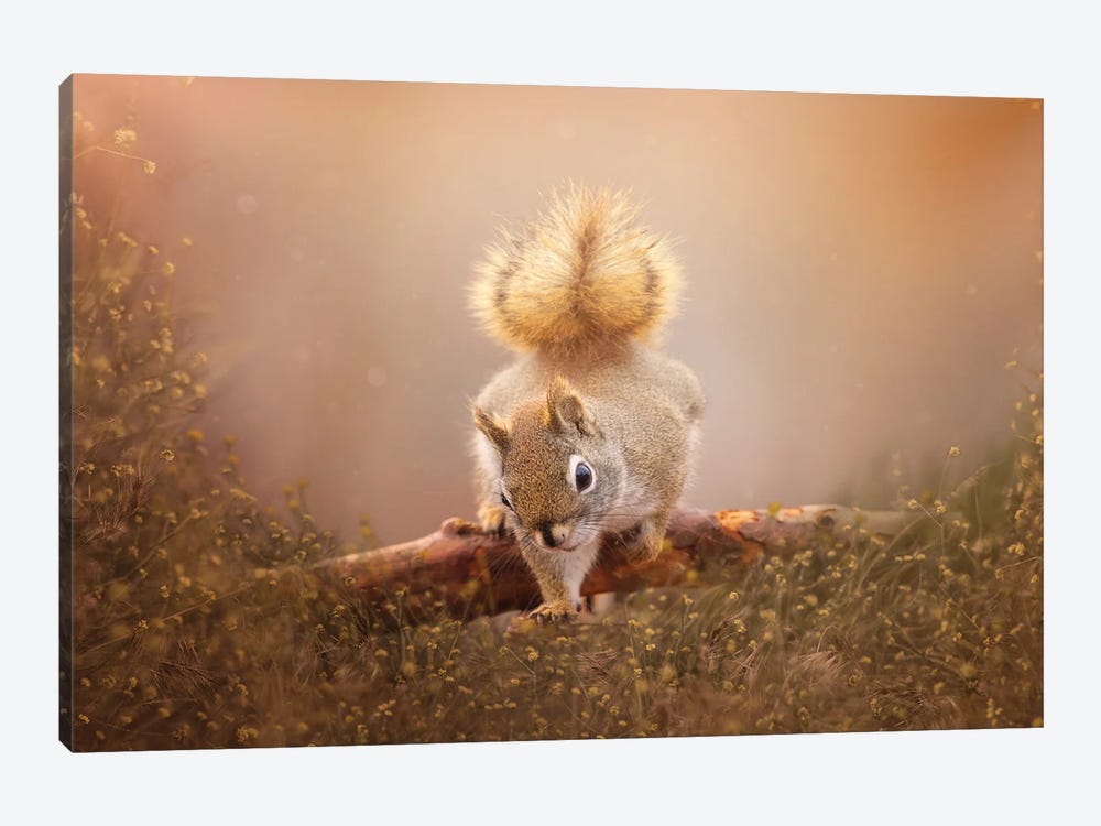 Sweet Squirrel by Maria Overlay 1-piece Canvas Print