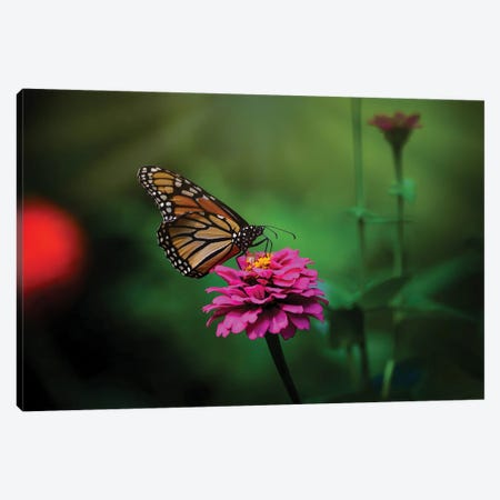 Monarch With Zinnia Flowers Canvas Print #OVL70} by Maria Overlay Canvas Wall Art