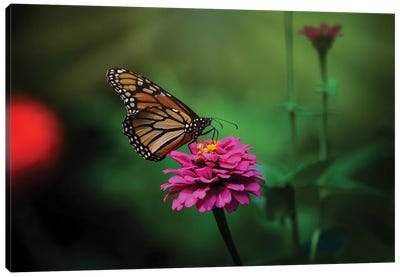 Monarch With Zinnia Flowers Canvas Art Print - Maria Overlay