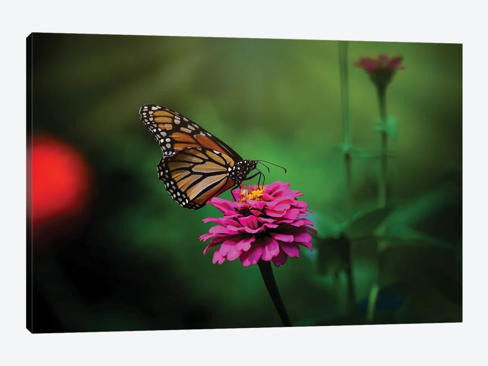 Monarch With Zinnia Flowers by Maria Overlay 1-piece Art Print