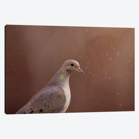 Dove And Sparkles Canvas Print #OVL75} by Maria Overlay Canvas Print