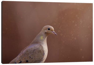 Dove And Sparkles Canvas Art Print - Maria Overlay