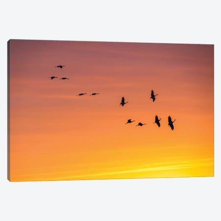Cranes In The Sunset Canvas Print #OVL76} by Maria Overlay Canvas Art Print