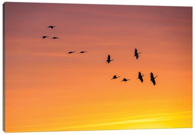 Cranes In The Sunset Canvas Art Print