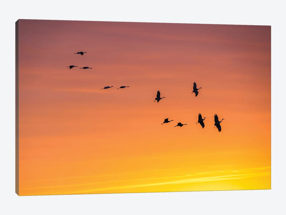 Cranes In The Sunset by Maria Overlay 1-piece Canvas Print