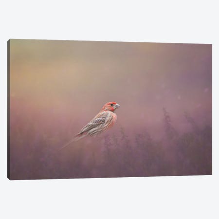 House Finch And Lavender Canvas Print #OVL7} by Maria Overlay Canvas Artwork