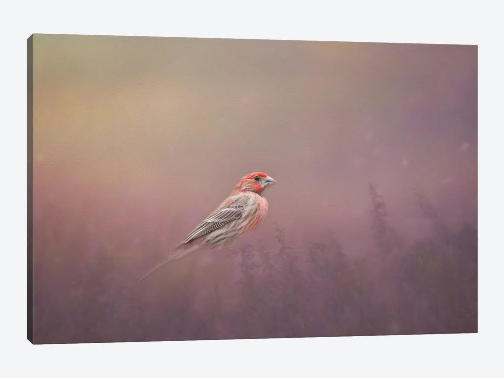 House Finch And Lavender by Maria Overlay 1-piece Canvas Art