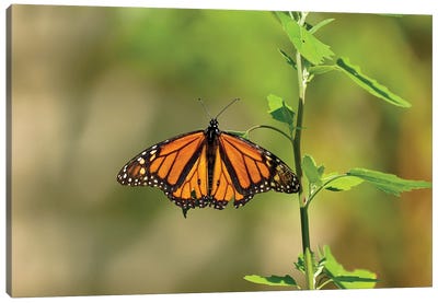 Perseverance Canvas Art Print - Monarch Butterflies