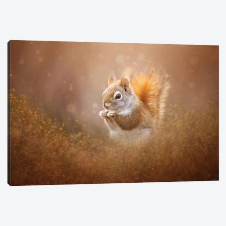 Sweet Squirrel With A Snack Canvas Print #OVL81} by Maria Overlay Canvas Print
