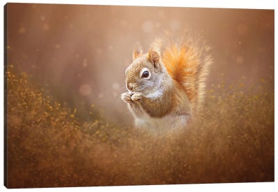 Sweet Squirrel With A Snack Canvas Art Print - Maria Overlay