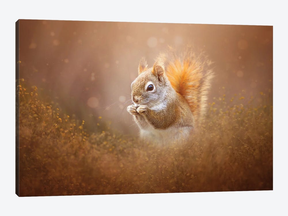 Sweet Squirrel With A Snack by Maria Overlay 1-piece Art Print