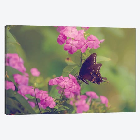 Spicebush Butterfly Canvas Print #OVL87} by Maria Overlay Canvas Art