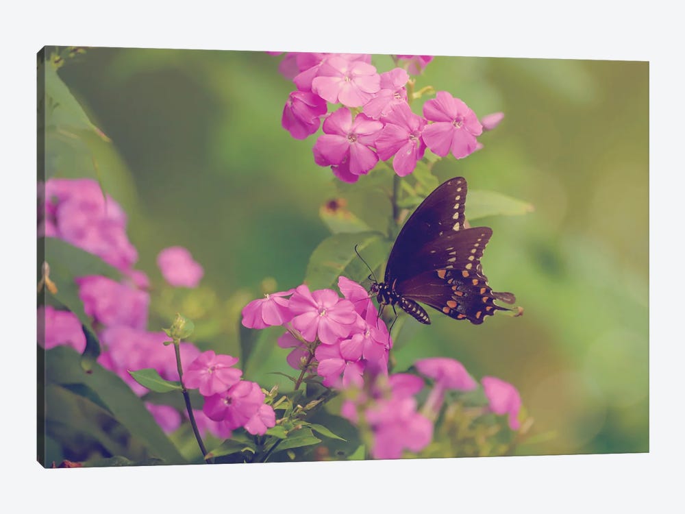 Spicebush Butterfly by Maria Overlay 1-piece Canvas Print