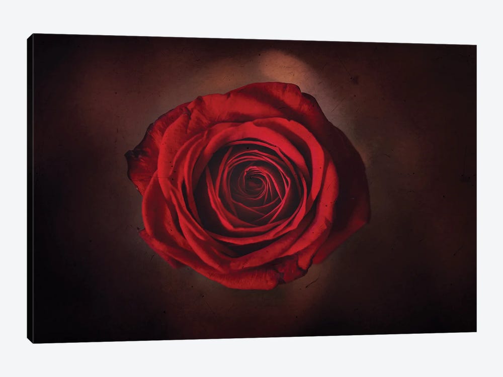 Textured Rose by Maria Overlay 1-piece Canvas Wall Art
