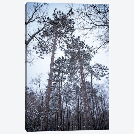 Snowy Pines Canvas Print #OVL90} by Maria Overlay Canvas Art
