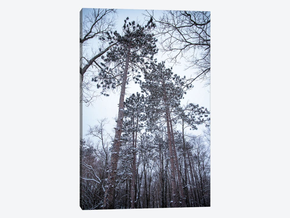 Snowy Pines by Maria Overlay 1-piece Canvas Print