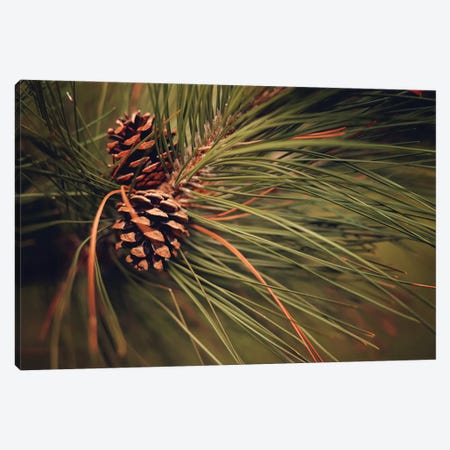 Pine Cones Canvas Print #OVL96} by Maria Overlay Canvas Print