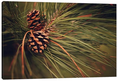Pine Cones Canvas Art Print - Maria Overlay