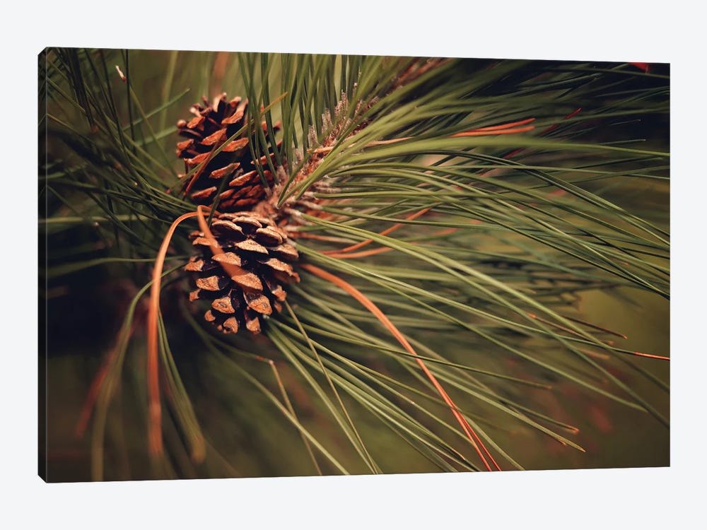 Pine Cones by Maria Overlay 1-piece Canvas Print