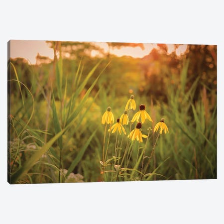 Black-Eyed Susans In The Sunlight Canvas Print #OVL97} by Maria Overlay Canvas Print