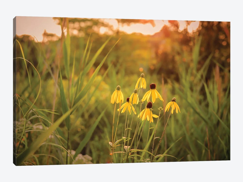 Black-Eyed Susans In The Sunlight by Maria Overlay 1-piece Canvas Wall Art