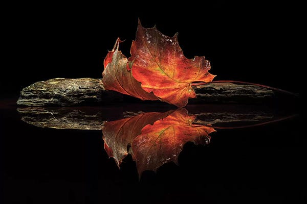 Still Life Photography: Autumn Colors by Aida Ianeva