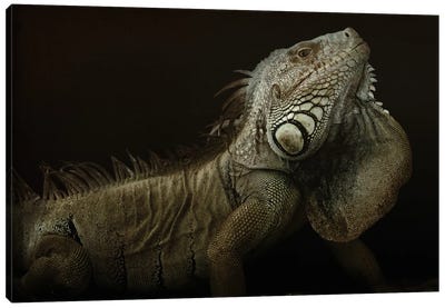 Iguana Profile Canvas Art Print - Iguanas