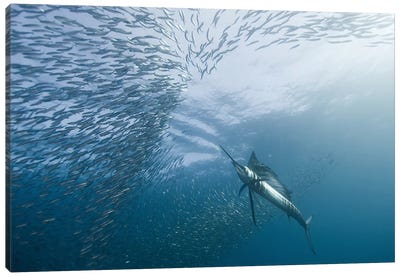 Hunter And The Hunted Canvas Art Print - Underwater Art