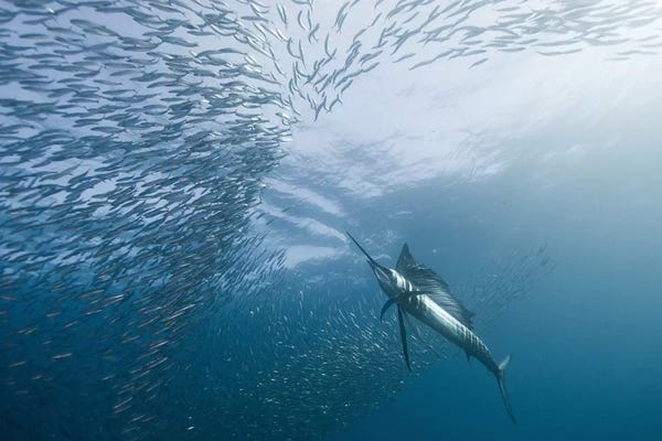 Swordfish