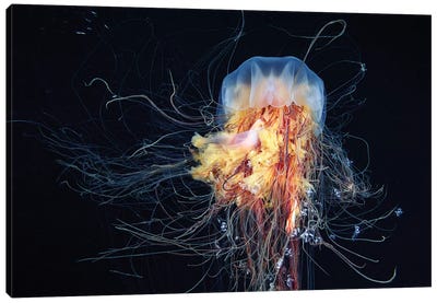 Giant Lion's Mane Jellyfish Canvas Art Print - Jellyfish Art