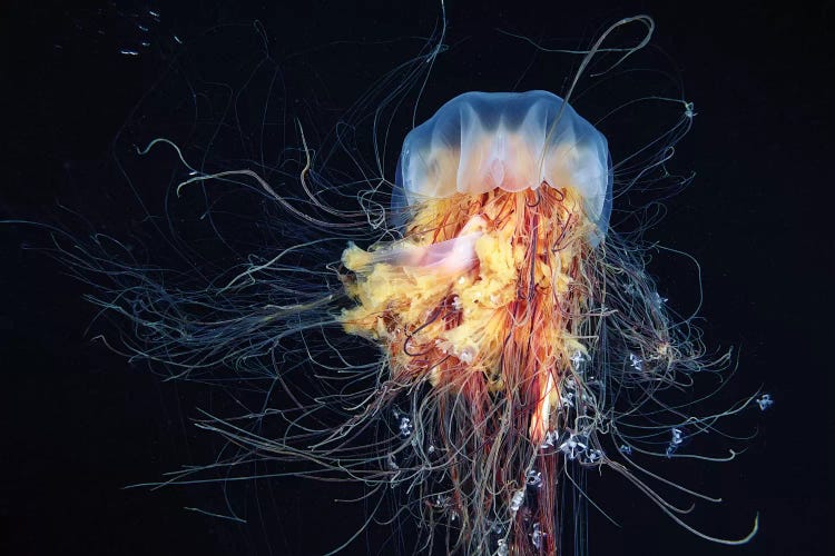 Giant Lion's Mane Jellyfish