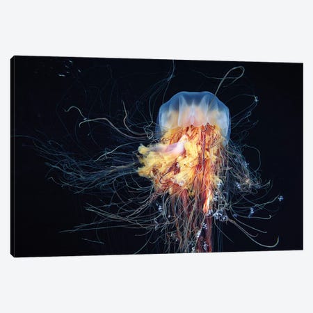 Giant Lion's Mane Jellyfish Canvas Print #OXM1100} by Alexander Semenov Canvas Print