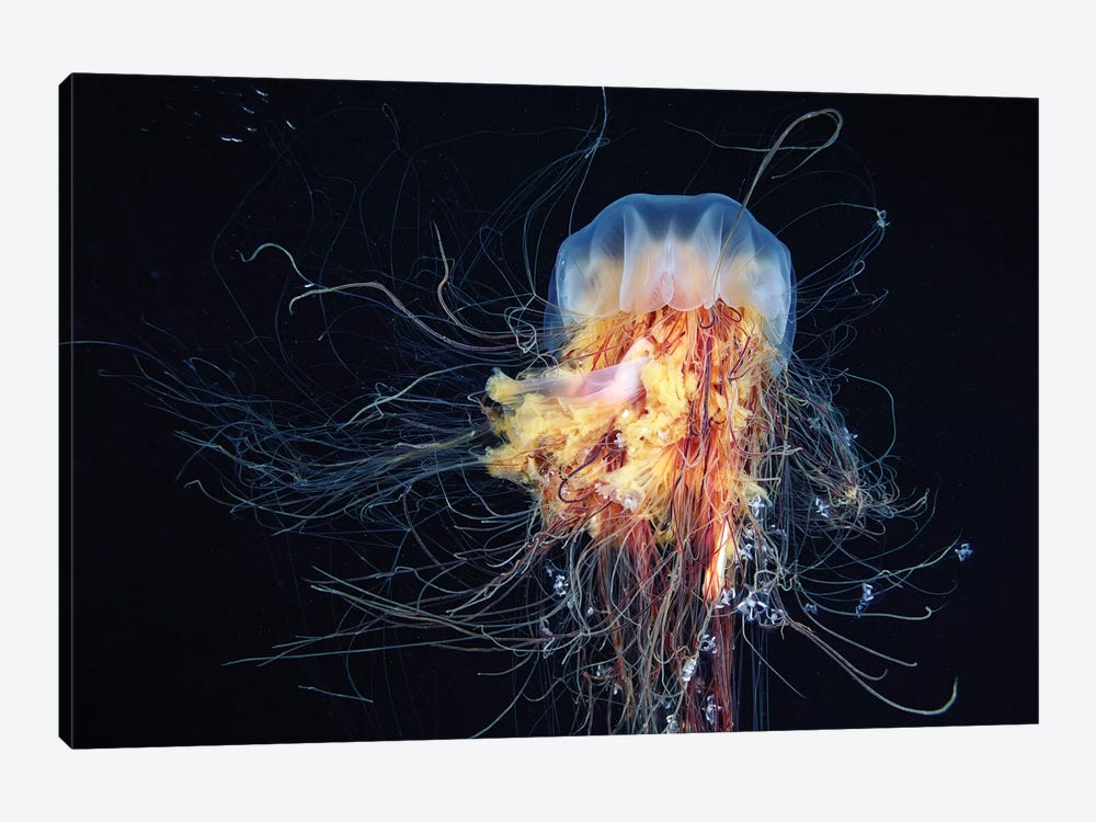 Giant Lion's Mane Jellyfish by Alexander Semenov 1-piece Canvas Artwork