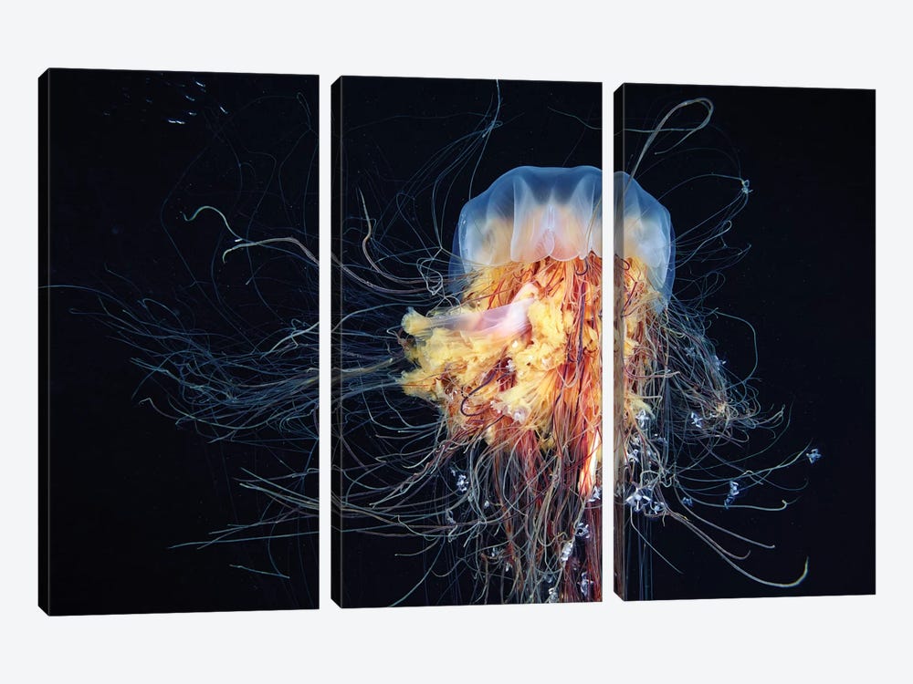 Giant Lion's Mane Jellyfish by Alexander Semenov 3-piece Canvas Wall Art