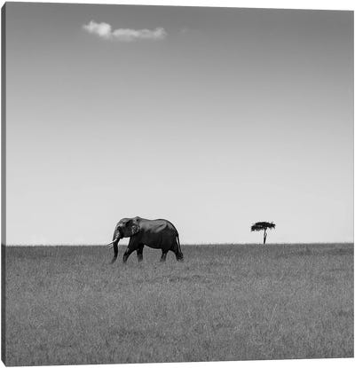 Elephant And The Friendly Cloud... Canvas Art Print - Minimalist Photography