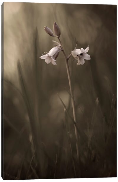 A Small Flower On The Ground Canvas Art Print - Moody Lit Photography