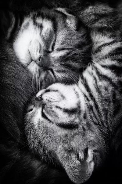 Large Black & White Art - Canvas Prints: Yin And Yang by Andrea Jancova
