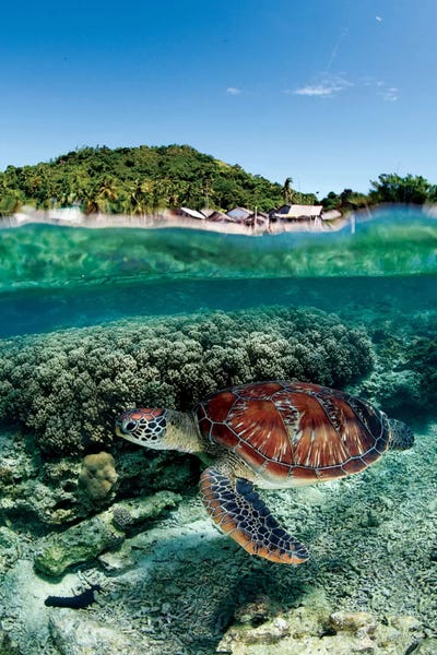 Reptiles & Amphibians: Along Shore by Andrey Narchuk