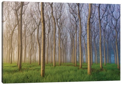 Morning Of The Forest Canvas Art Print