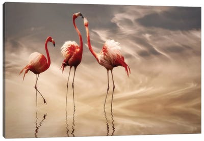 Fighting... Canvas Art Print - Flamingo Art
